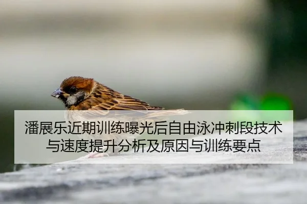 潘展乐近期训练曝光后自由泳冲刺段技术与速度提升分析及原因与训练要点